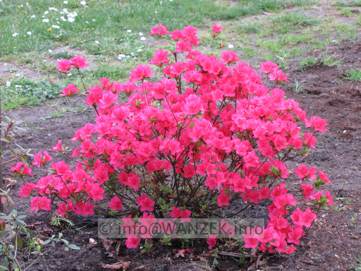 Azalea japonica Muttertag bluehend3.JPG